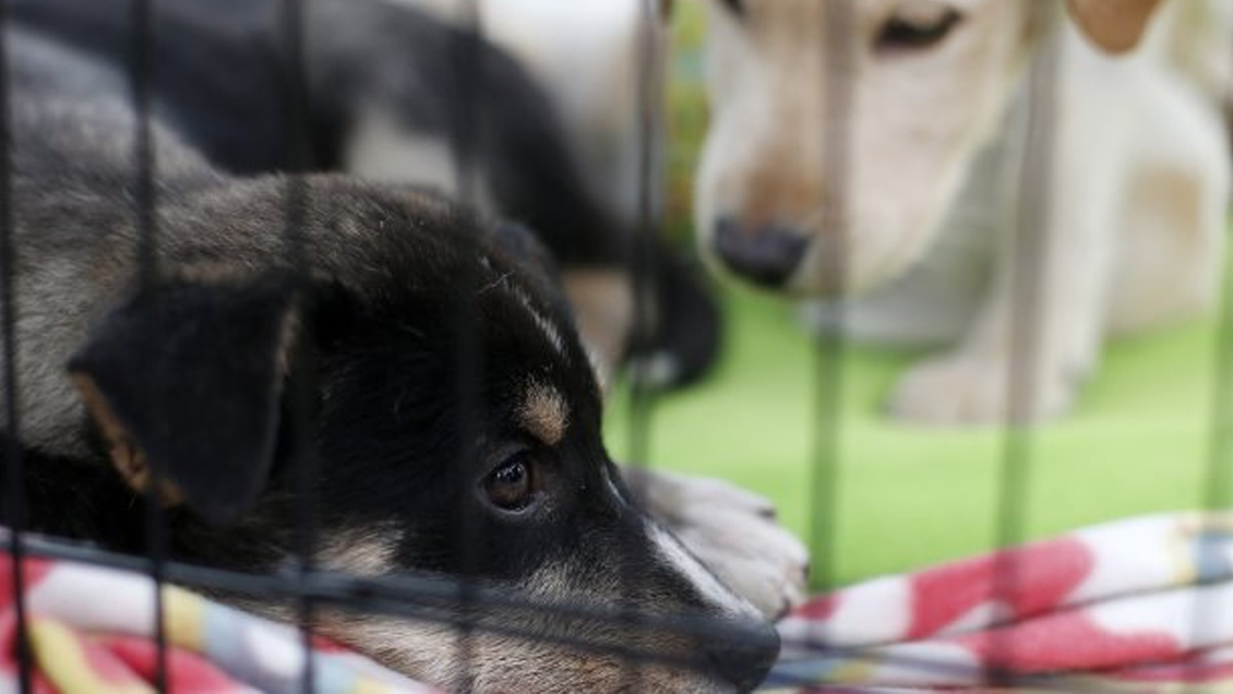 Maipú tendrá el primer cementerio municipal de mascotas de la Región Metropolitana