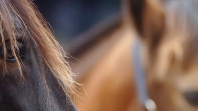 Agricultores de Tucapel contarán con monta equina gratuita