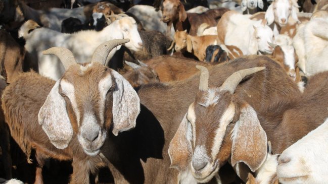 Senadora Provoste solicitó al Gobierno declarar zona de catástrofe agrícola en Atacama