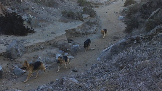 Tres guanacos han muerto durante 2019 por ataques de perros en Atacama