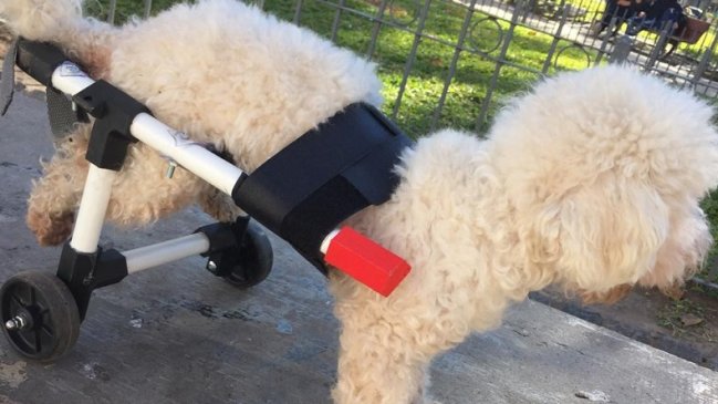 Joven hace sillas de ruedas para perritos y las regala en redes sociales