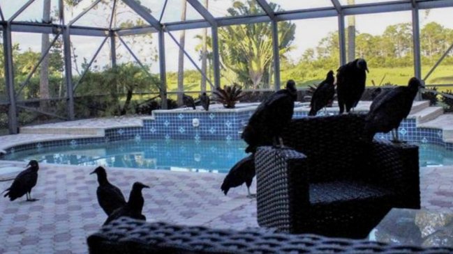 A lo Hitchcock: Voraces buitres invadieron una casa de lujo