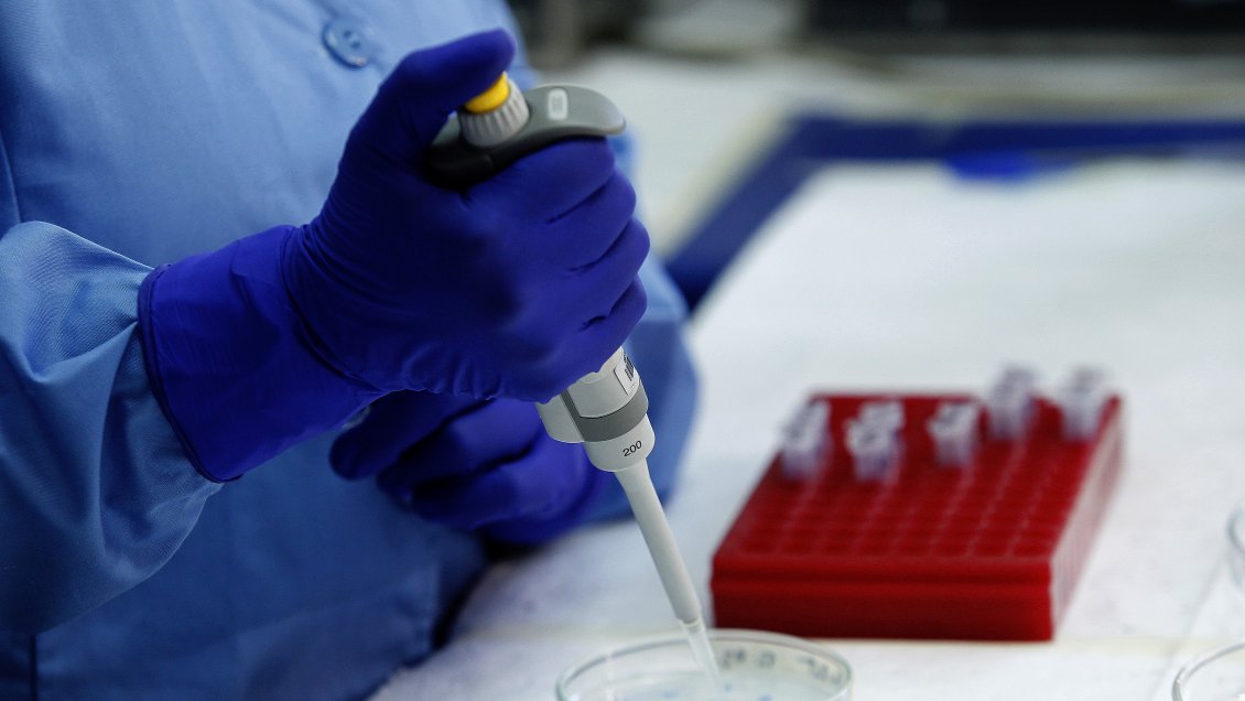 Científicos de Concepción avanzan en la primera vacuna contra el virus hanta