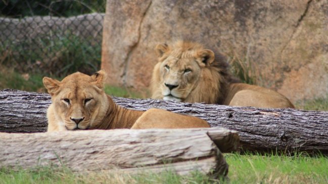 Tres leones fueron abatidos tras matar a su dueño en Sudáfrica
