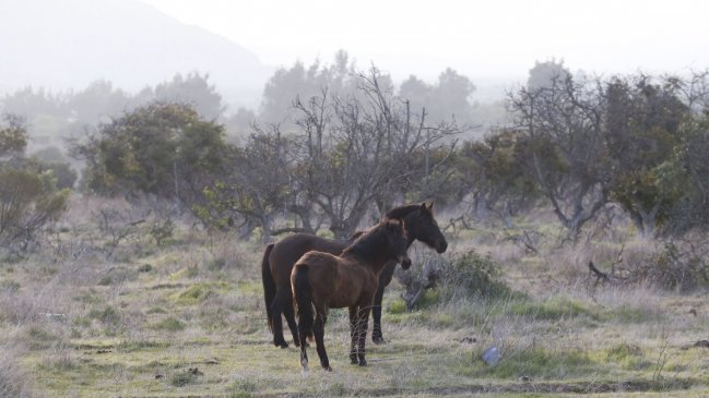 Decretan emergencia agrícola para 17 comunas de la Región Metropolitana