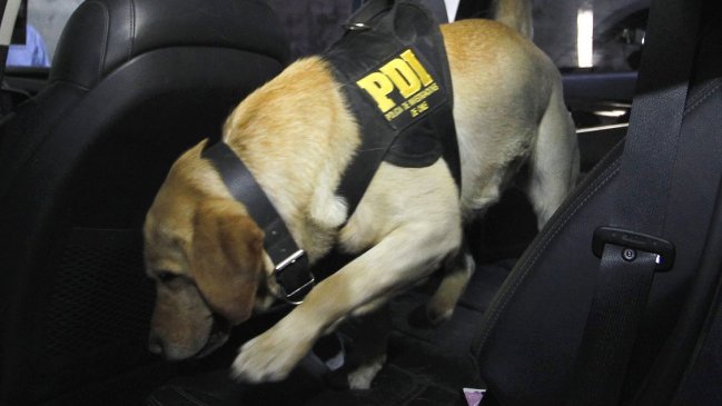 Perro policial encontró casi dos kilos de cocaína dentro de un bus en Curicó