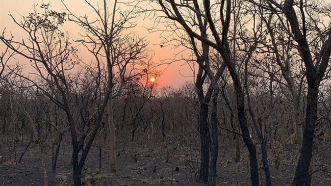 Jóvenes llaman a protestar en embajadas brasileñas del mundo por incendios en el Amazonas