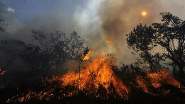 Congreso de Brasil recibió un millón de firmas para defender la Amazonía