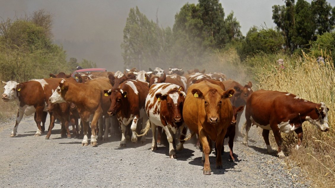 Dos animales fueron faenados ilegalmente en un predio de Loncoche