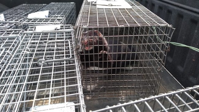 Una treintena de visones han sido capturados en la zona norte de Chiloé