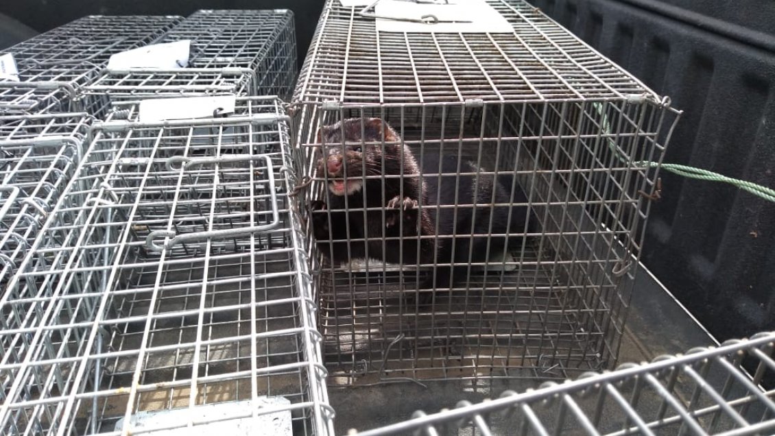 Una treintena de visones han sido capturados en la zona norte de Chiloé