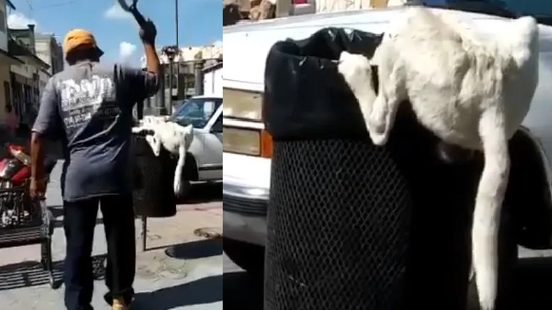 Hombre le cortó la cola a un perrito que buscaba comida en la basura