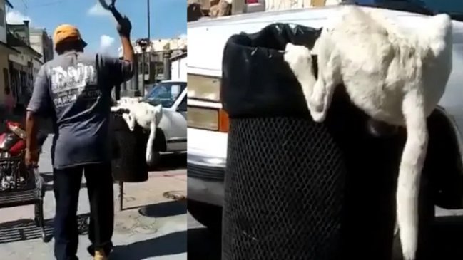 Hombre le cortó la cola a un perrito que buscaba comida en la basura