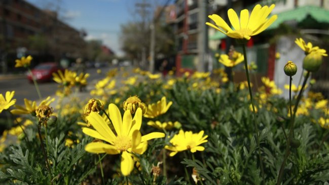 Se viene la primavera: Consejos para evitar las alergias