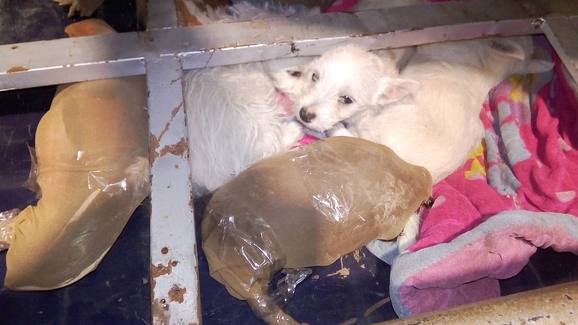 Desalmados idearon cruel mecanismo para contrabandear animales