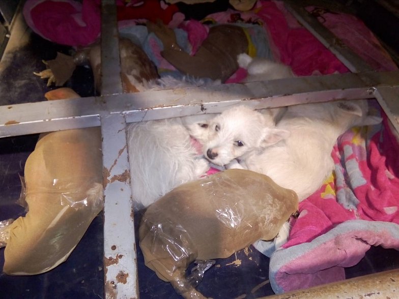 Imagen foto_00000003