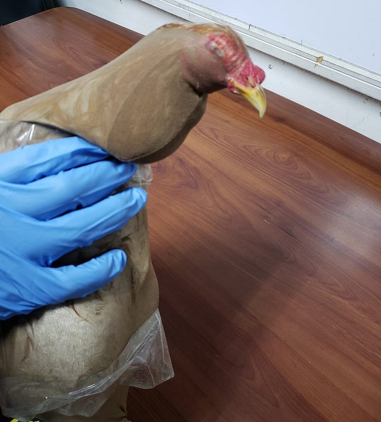 Imagen foto_00000004