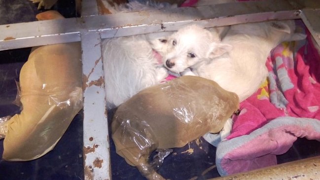 Desalmados idearon cruel mecanismo para contrabandear animales