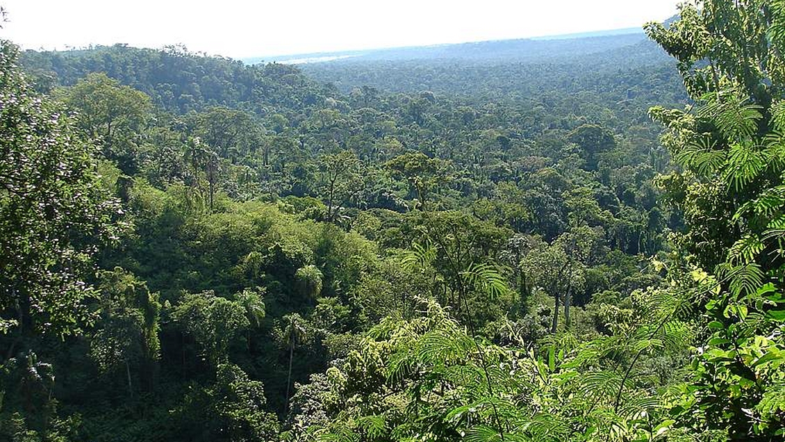 Investigación descubrió que los árboles 