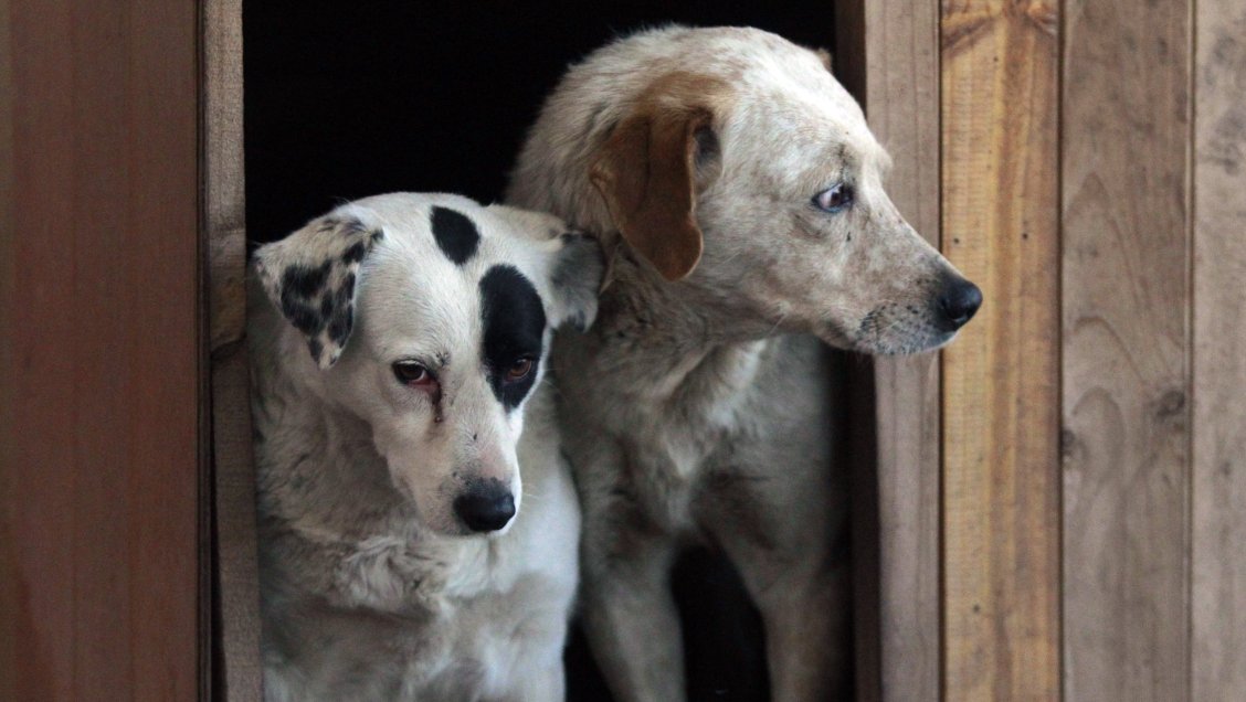 Inédita condena por 