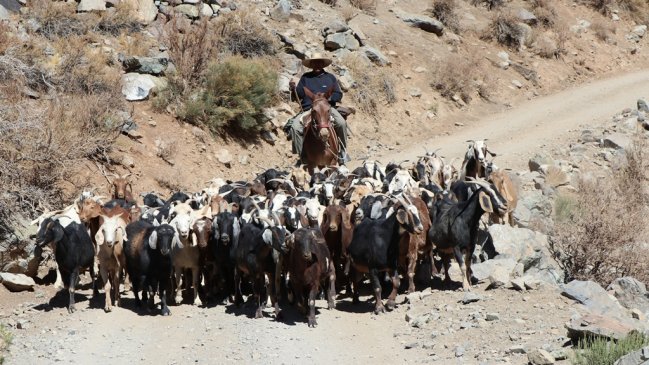 Gobierno Regional de Coquimbo estudia adelantar las veranadas debido a la sequía