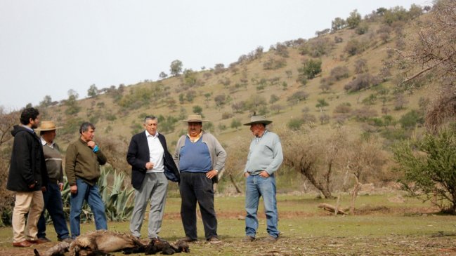 Cifran en 1.300 los animales muertos por la sequía en Rauco