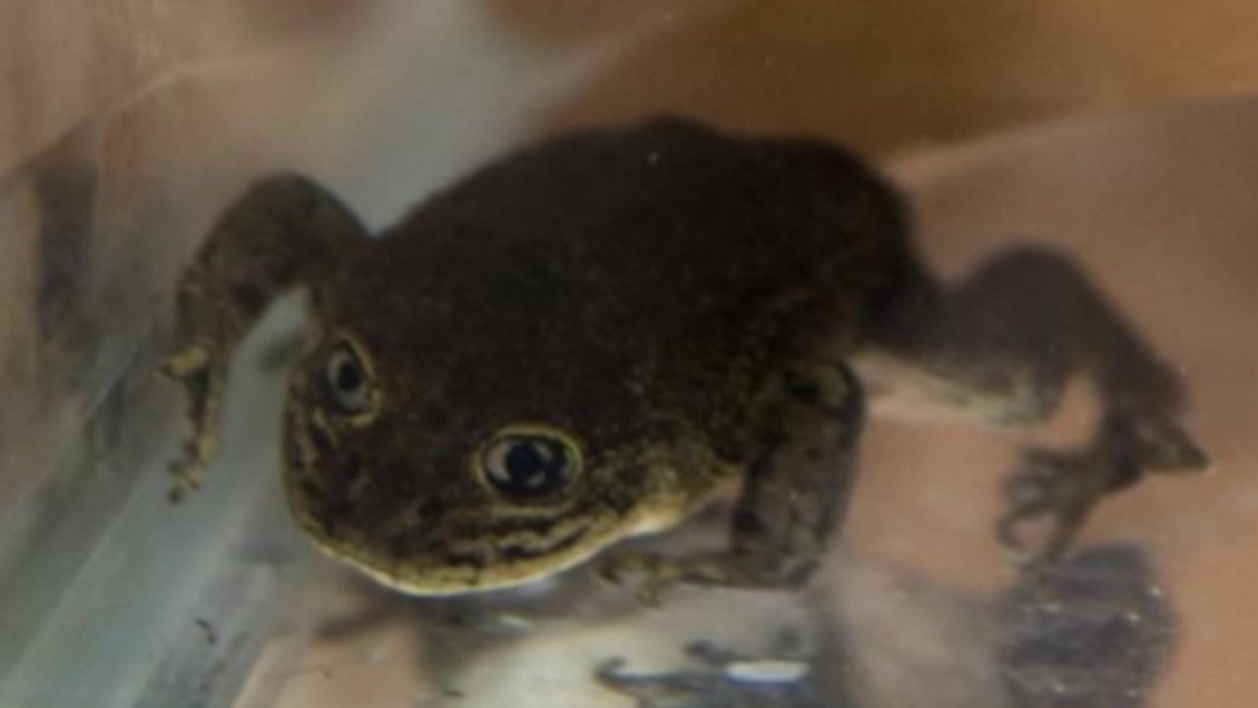 Científico valora los 