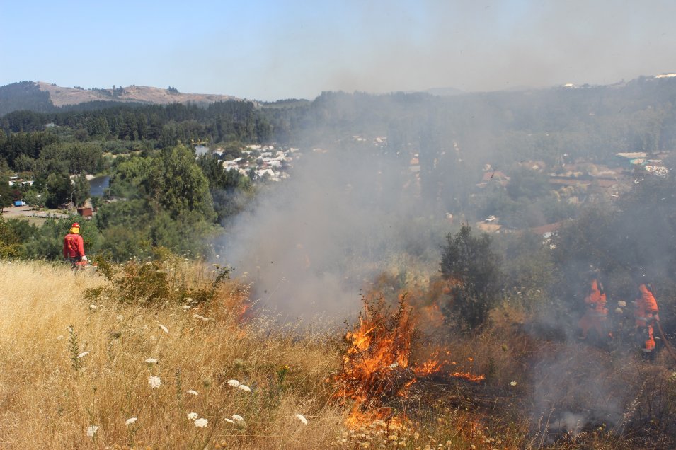 Conaf refuerza prevención de incendios forestales en cinco sectores de interfaz en Ñuble