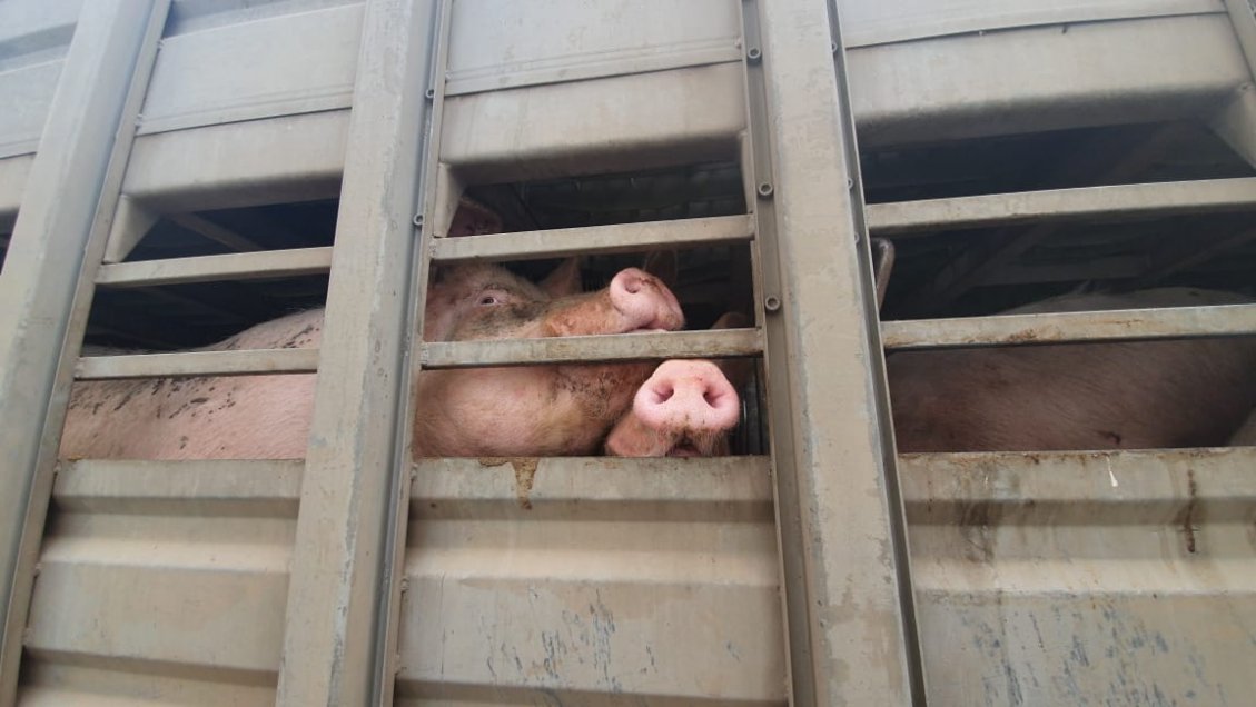 Cierre de plantel porcino en Coihueco deberá estar concluido en abril de 2020