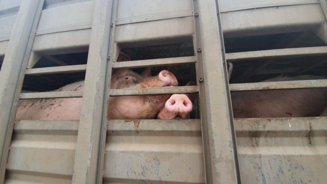 Cierre de plantel porcino en Coihueco deberá estar concluido en abril de 2020