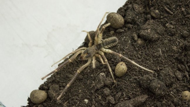 Descubrieron nuevo tipo de araña 