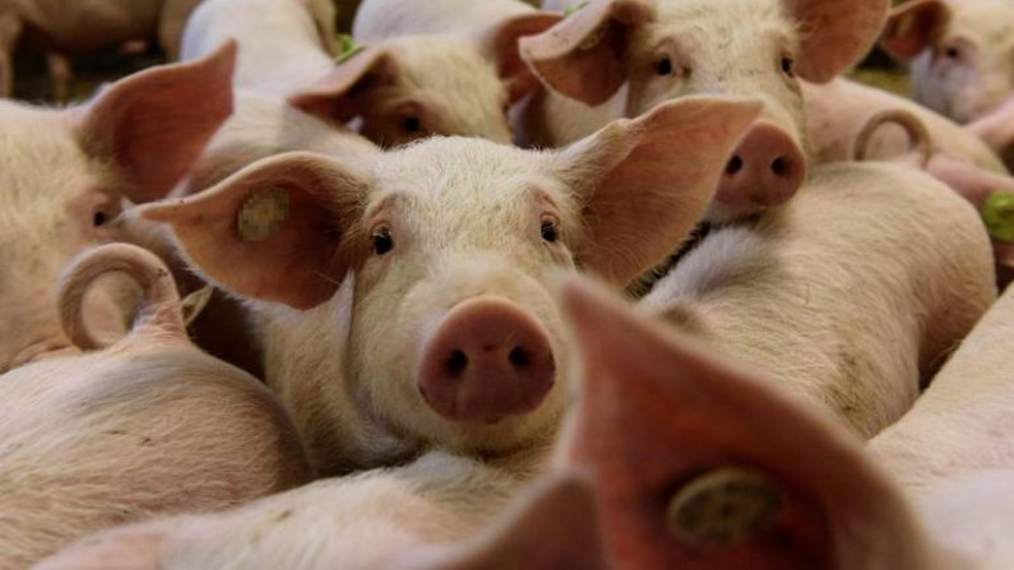 Filipinas confirma los primeros casos de peste porcina