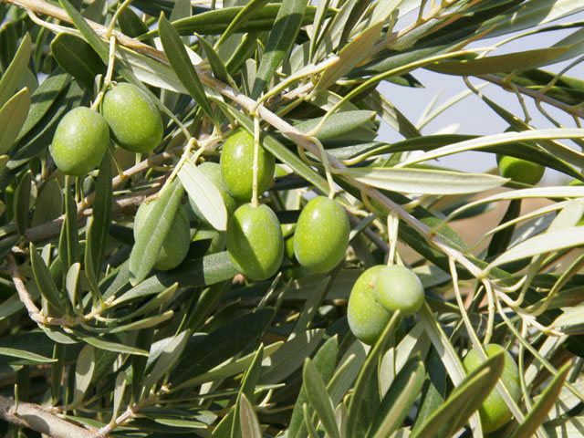 Catastro arrojó disminución en las plantaciones de olivo de Arica y Parinacota