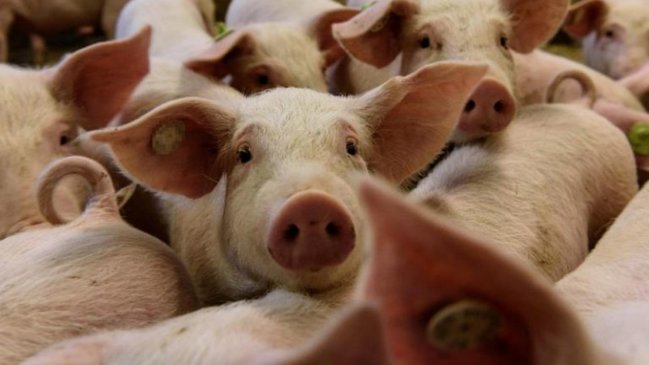 Filipinas confirma los primeros casos de peste porcina