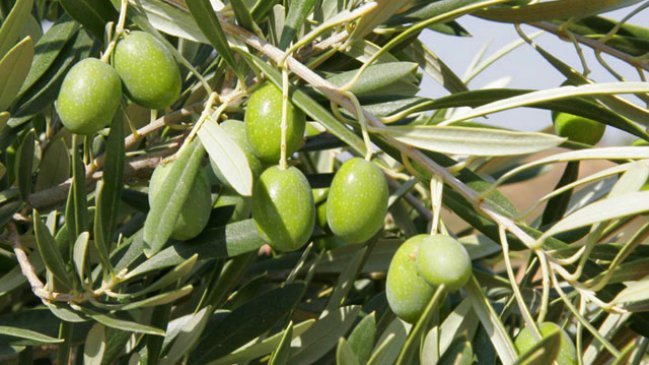 Catastro arrojó disminución en las plantaciones de olivo de Arica y Parinacota