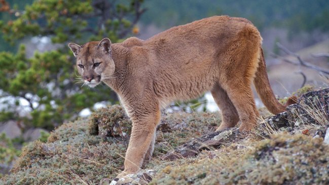 Formalizaron a sujeto tras divulgar en redes sociales fotos cazando un puma
