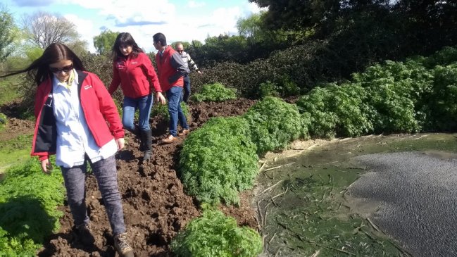 Vecinos denuncian malos olores emanados de plantel porcino en Bulnes