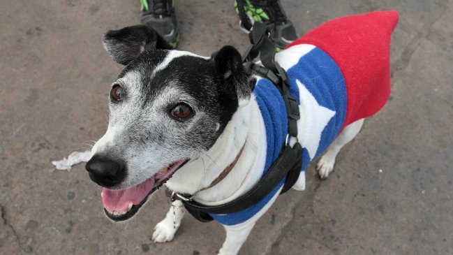 Veterinarios aconsejan qué hacer con las mascotas para las celebraciones de Fiestas Patrias