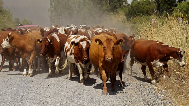 Sujetos armados repelieron a un centenar de carabineros que intentaban recuperar vacas robadas