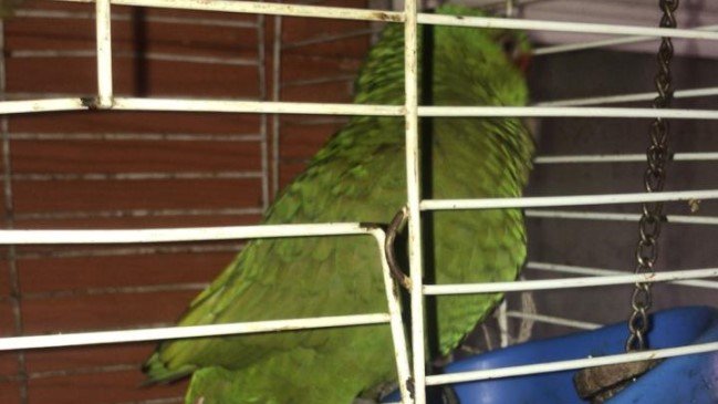 Carabineros de Puerto Montt detuvo a un sujeto por maltratar a su perra y a un loro choroy