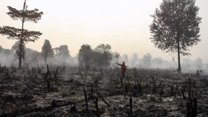  Los incendios forestales arrasan Indonesia  