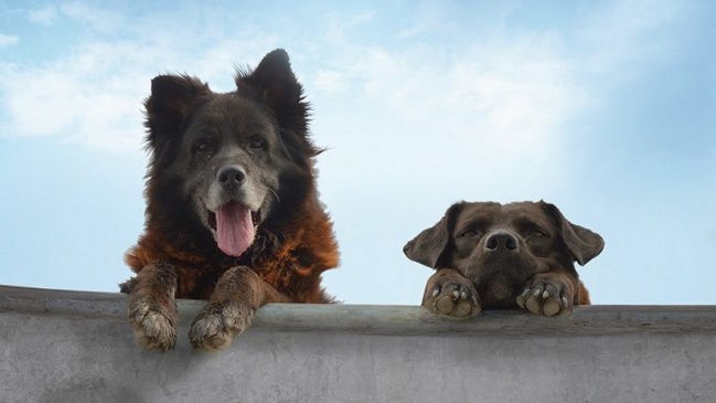 Conoce a los ganadores de FICViña 2019