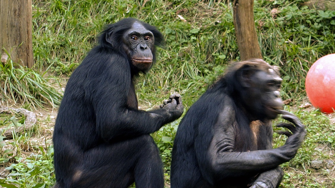 Hembras de bonobo prefieren tener sexo entre ellas antes que con los machos