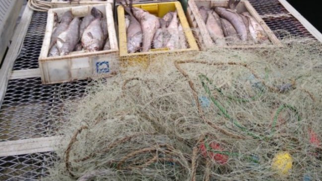 Decomisan 900 kilos de merluza austral en embarcadero de Chacao