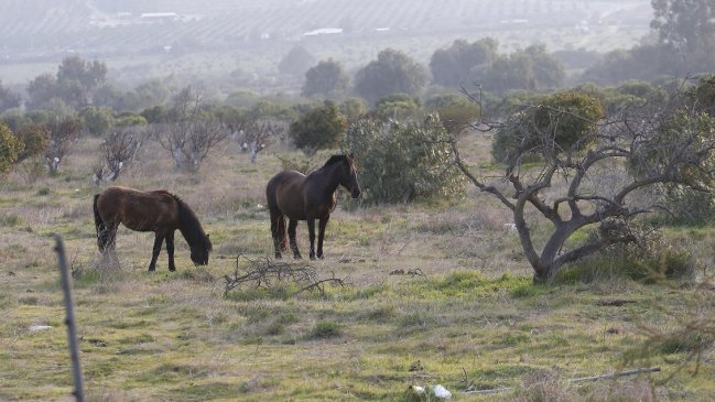 Piñera declaró zona de catástrofe en la Región de Valparaíso por la sequía