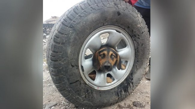 Perrita antofagastina tuvo un enojoso inicio de semana