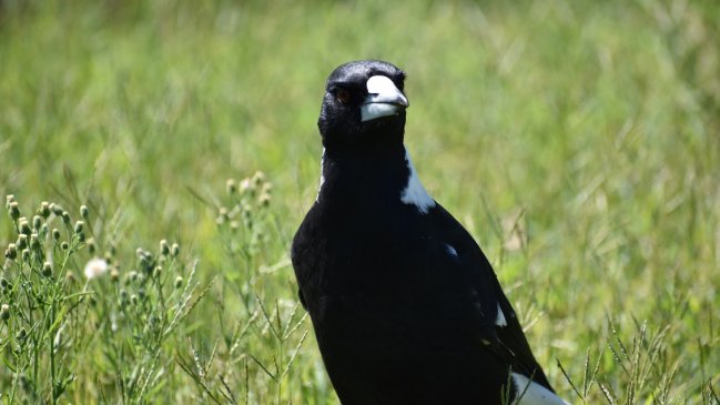 Hombre murió tras sufrir ataque de una urraca