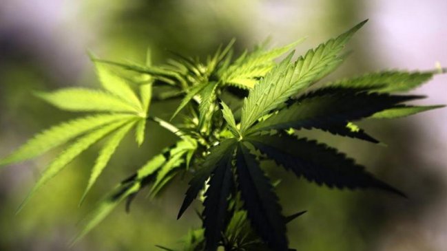 Ecuador aprobó el uso de cannabis para fines medicinales