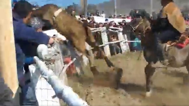 Toro se salió de medialuna y embistió contra el público durante rodeo en Huasco