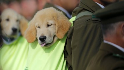  Perritos policiales enternecieron la Parada Militar 2019  